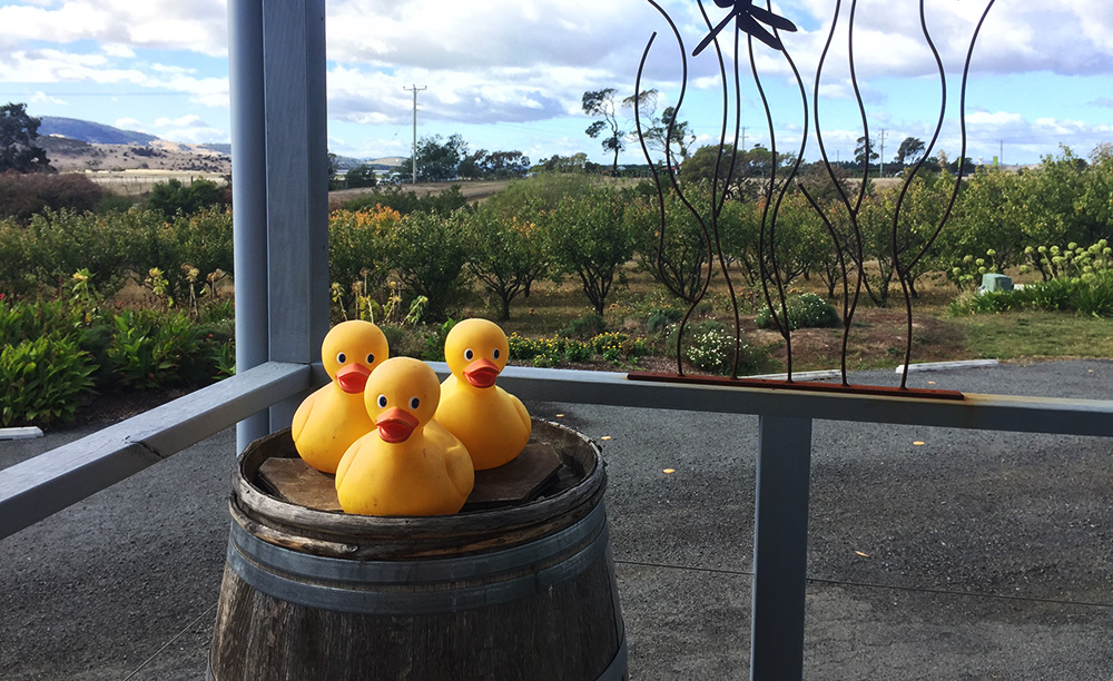 Wine ducks