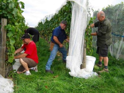 wine-trail-wine-harvest-justthesizzle