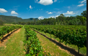 hunter-valley-wine-trail-vineyards-justthesizzle.jpg