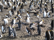 travel-antarctica-penguins-playing-justthesizzle.jpg