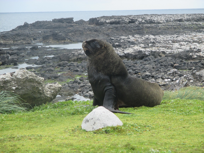 travel-antarctica-seal-justthesizzle