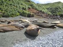 travel-antarctica-seals-justthesizzle