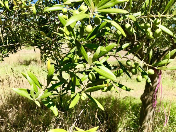 foodtalk-olive-grove-organic-tasmania-justthesizzle
