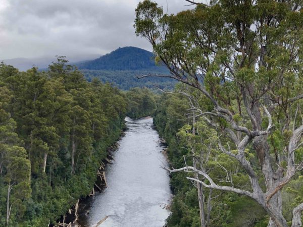 Tahune-air-walk-river-bush-justthesizzle