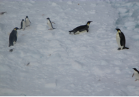 justthesizzle-penguins-antarctic-cruise