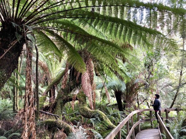 justthesizzle-rafting-the-tahune-huon-pine-walk