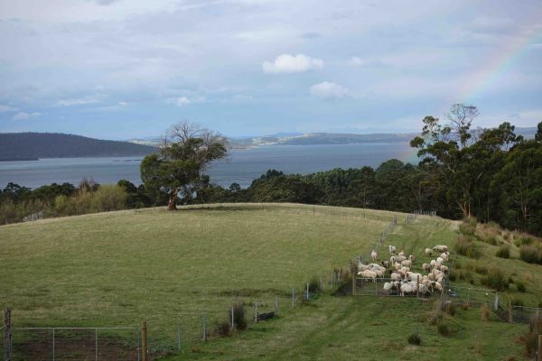 justthesizzle-southern-tasmania-grandvewe-farm