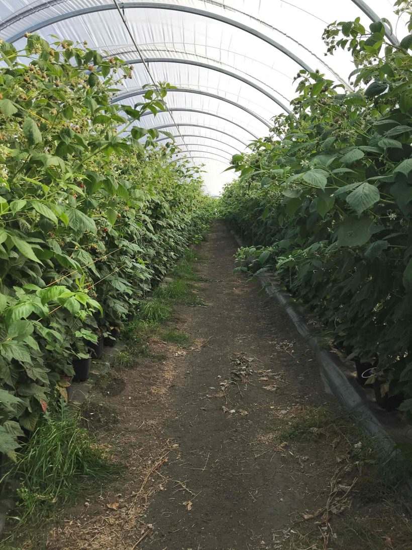 Photos of raspberries growing in sheds